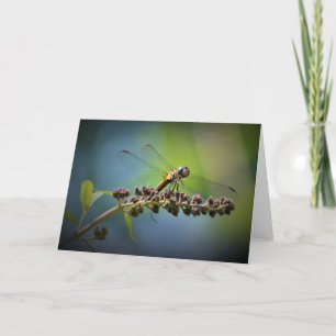 Dragonfly, tarjeta