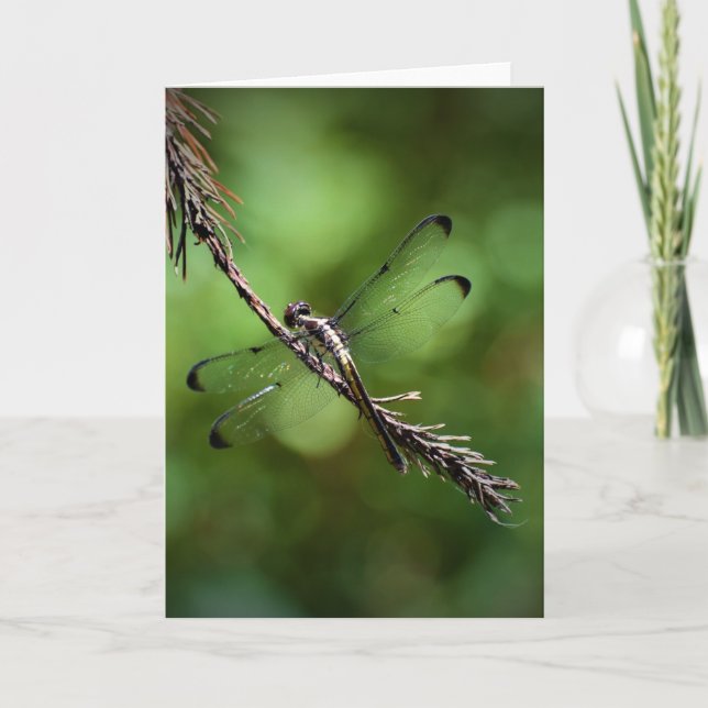 Dragonfly, tarjeta (Anverso)