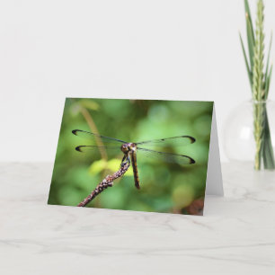 Dragonfly, tarjeta