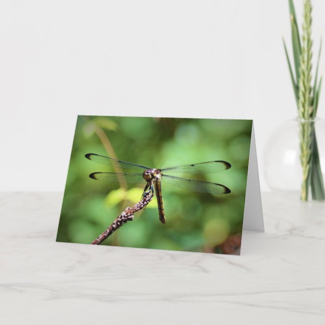 Dragonfly, tarjeta (Anverso)