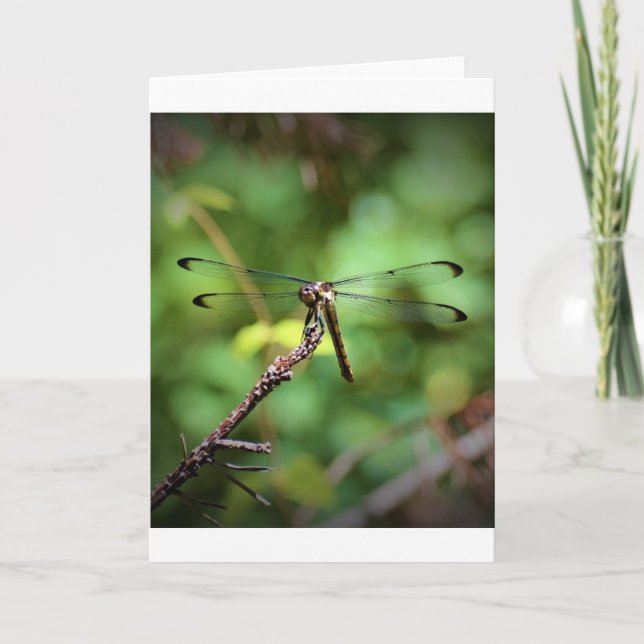 Dragonfly, tarjeta (Anverso)