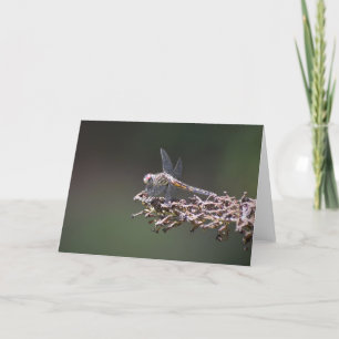 Dragonfly, tarjeta