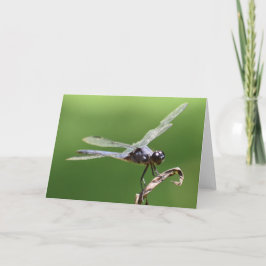 Dragonfly, tarjeta