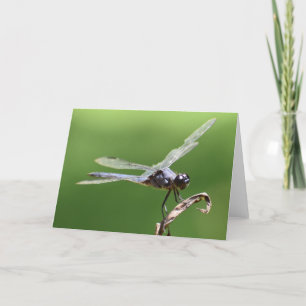 Dragonfly, tarjeta