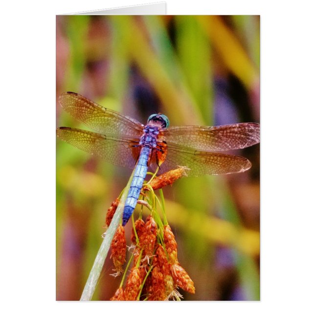 Dragonfly verde azulado (Frente)