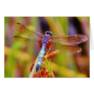 Dragonfly verde azulado