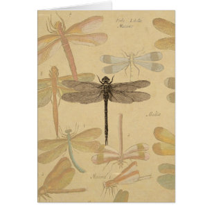 Dragonfly Vintage Antiguo Dibujo Clásico