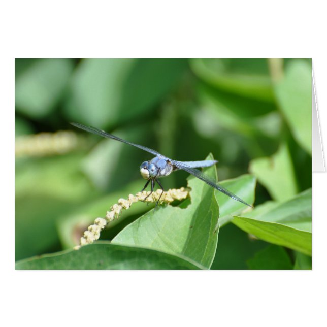 Dragonismo azul (Anverso (Horizontal))