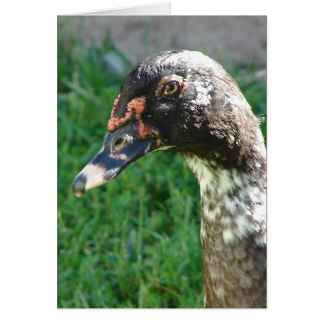 Drake de Muscovy (Frente)