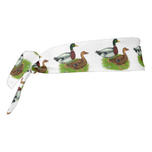 Drake mallard y pato