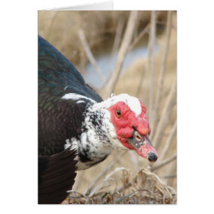   Drake Muscovy