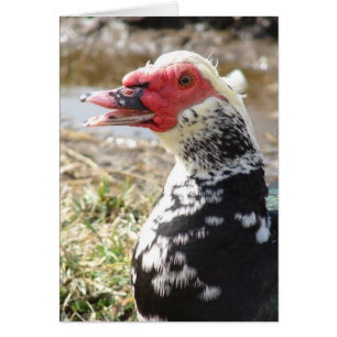   Drake Muscovy