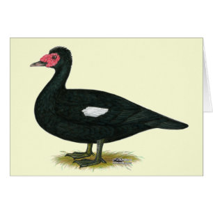Drake negro Muscovy