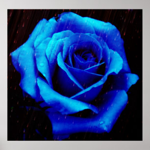 Drama De La Impresión Del Poster Rosa Azul