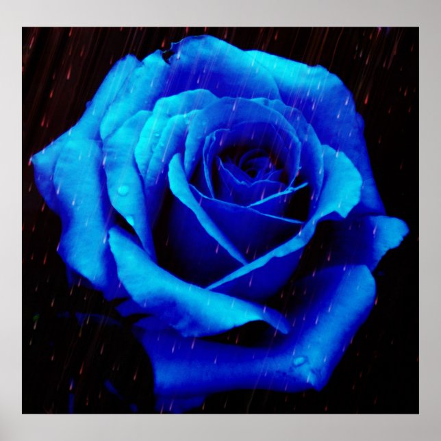 Drama De La Impresión Del Poster Rosa Azul (Frente)