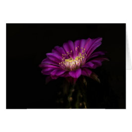 Dramática Flatty Cake Cactus flor