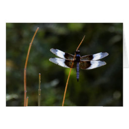 Dramonista de viuda masculina sobre un palo