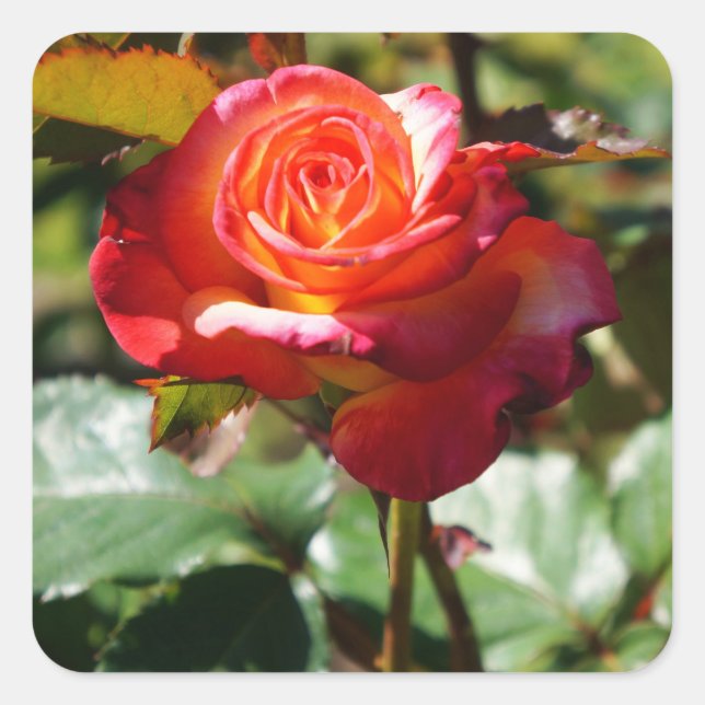 Dream Come True Rosa #2-2 Pegatinas (Anverso)