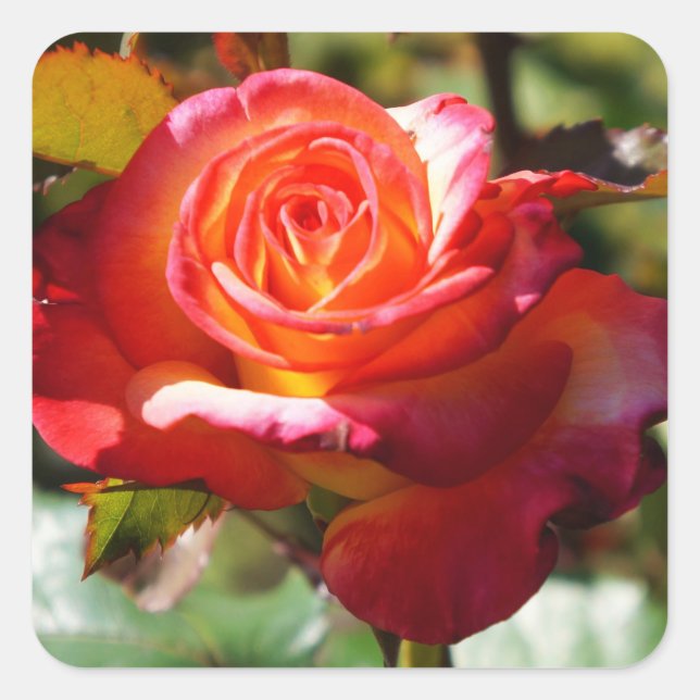 Dream Come True Rosa #2 Pegatinas (Anverso)
