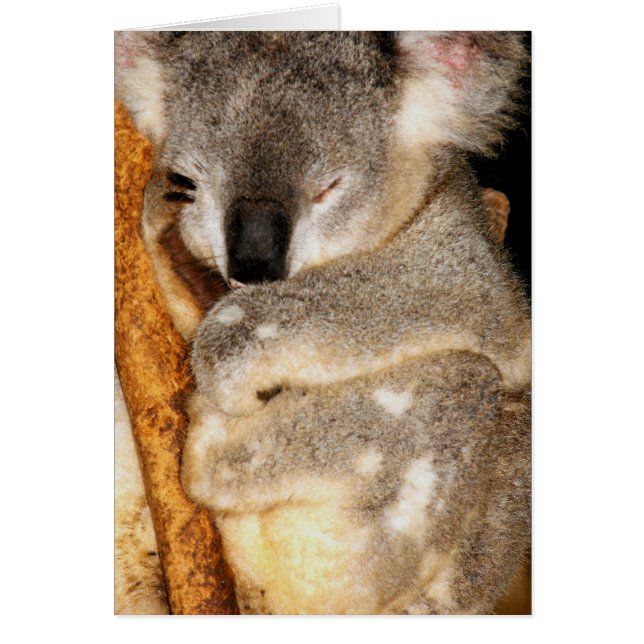 Dreaming Koala (Frente)