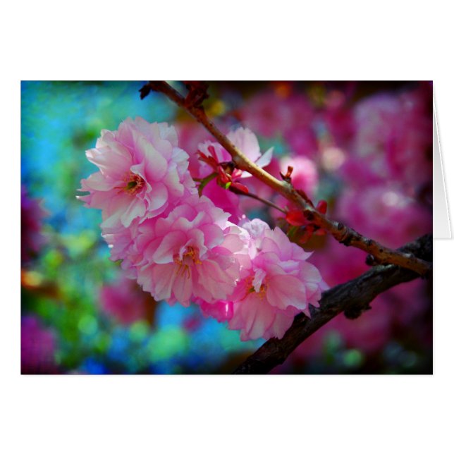 Dreamland (Anverso (Horizontal))