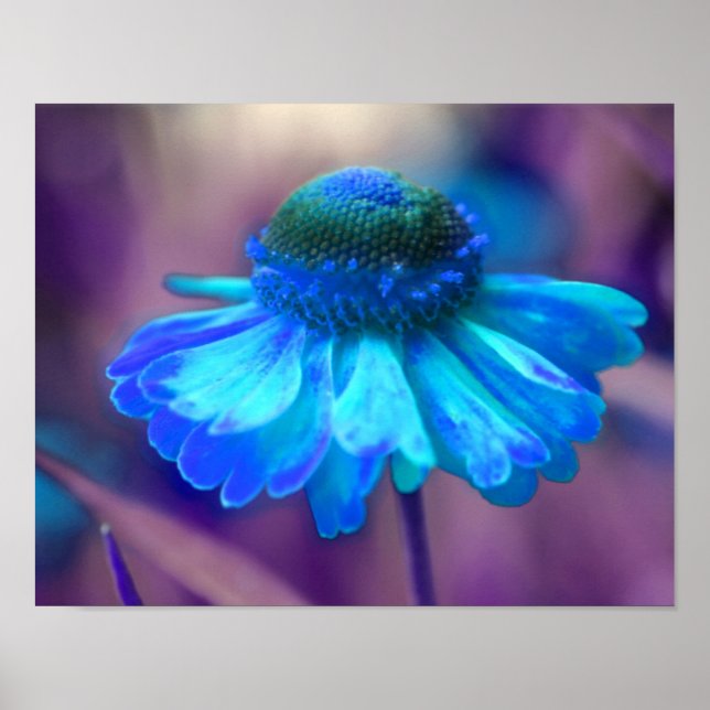 Dreamy Blue Zinnia Resumen Arte de Flores (Frente)