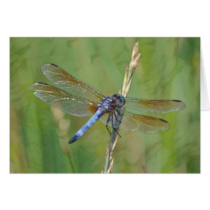 Dreamy Dragonfly