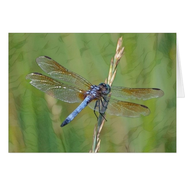 Dreamy Dragonfly (Anverso (Horizontal))