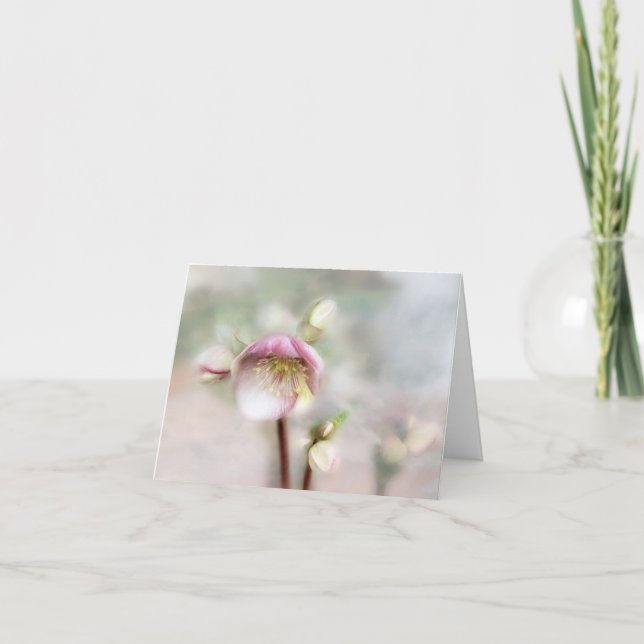 Dreamy Helleborus Flower (Anverso)