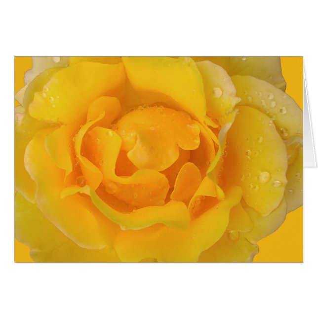 Drogas de agua de rosa amarillo romántico (Anverso (Horizontal))