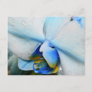 Drogas en la Orquídea Azul - postal