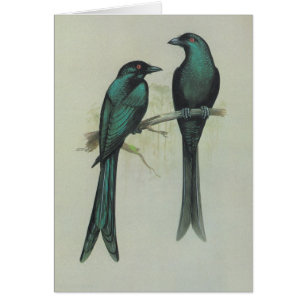 Drongo Spangled - hottentottus de Dicrurus