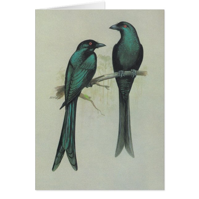 Drongo Spangled - hottentottus de Dicrurus (Frente)