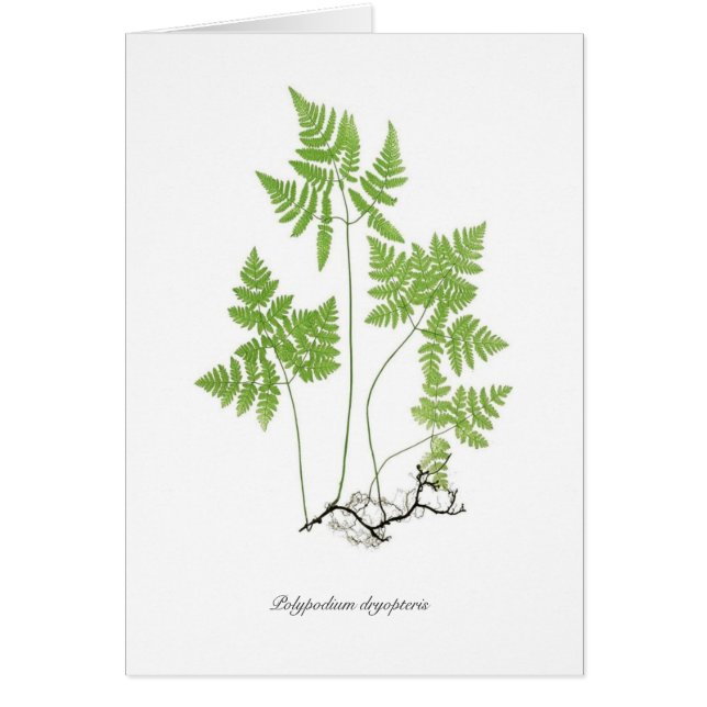 Dryopteris del Polypodium (Frente)