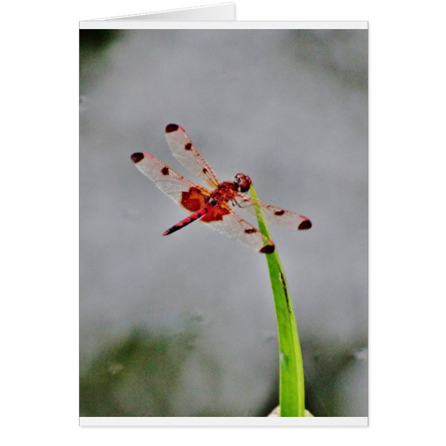 DSC00029.JPG (Frente)