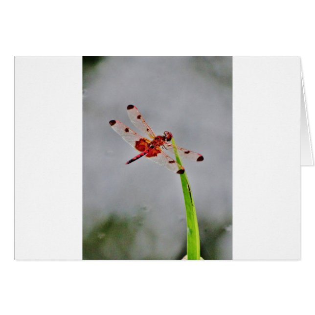 DSC00029.JPG (Anverso (Horizontal))