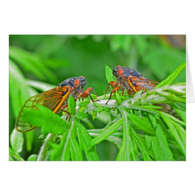 DSC_3480ps.jpg (Anverso (Horizontal))