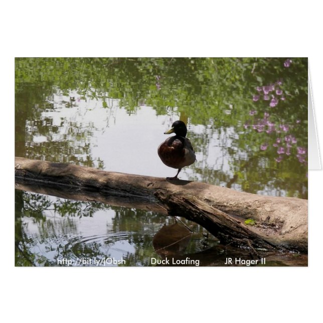 Duck Loafing (Anverso (Horizontal))