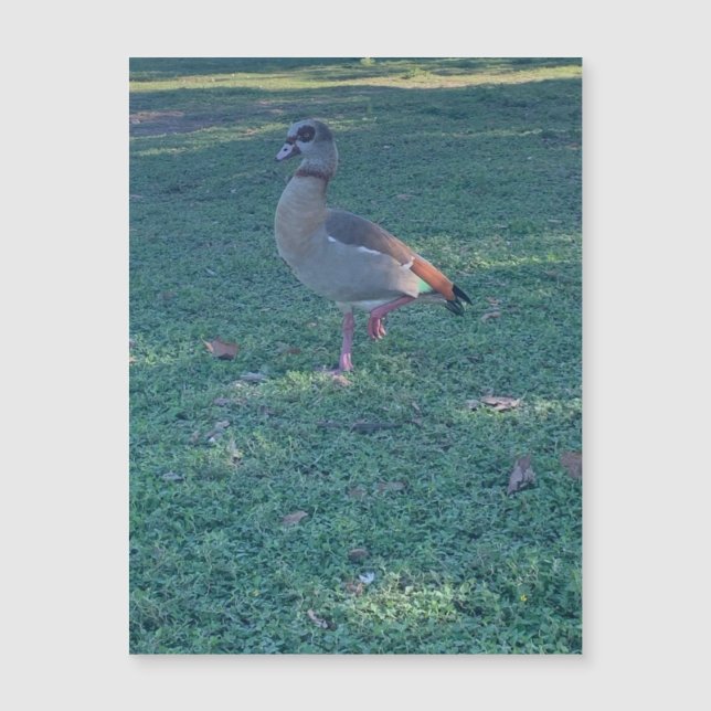 Duck Magnet (Anverso)