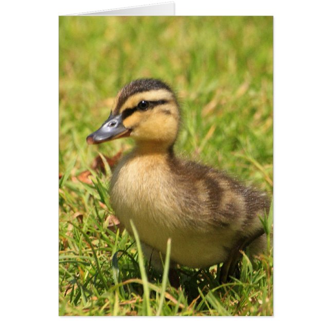 Duckling (Frente)