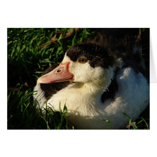 Duckling (Anverso (Horizontal))