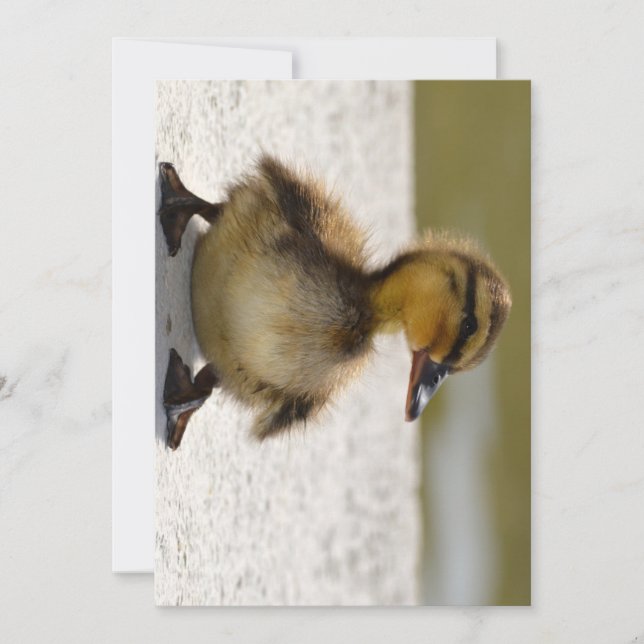 Duckling Card (Anverso)