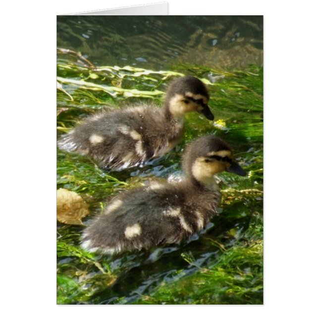 Duckling Card (Frente)