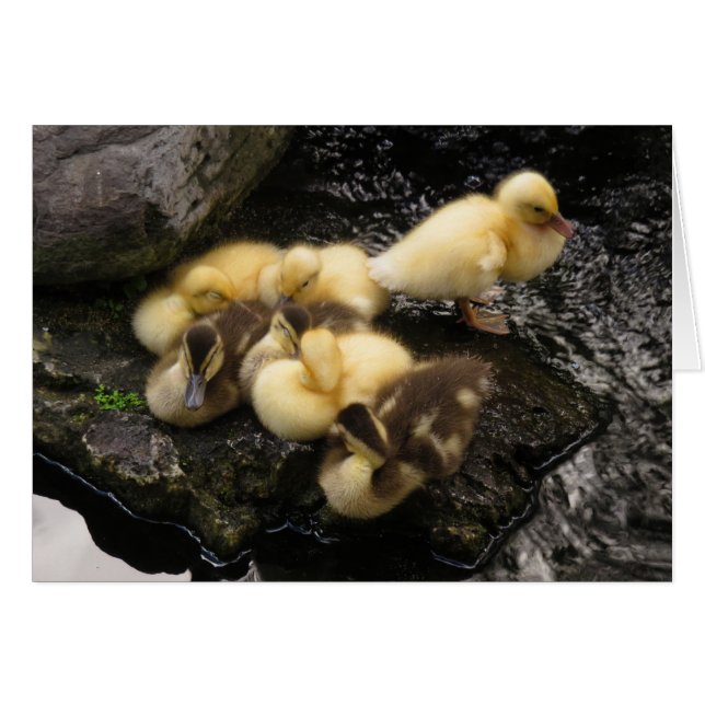 Ducklings (Anverso (Horizontal))