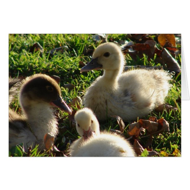 Ducklings (Anverso (Horizontal))