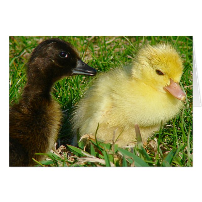 Ducklings (Anverso (Horizontal))