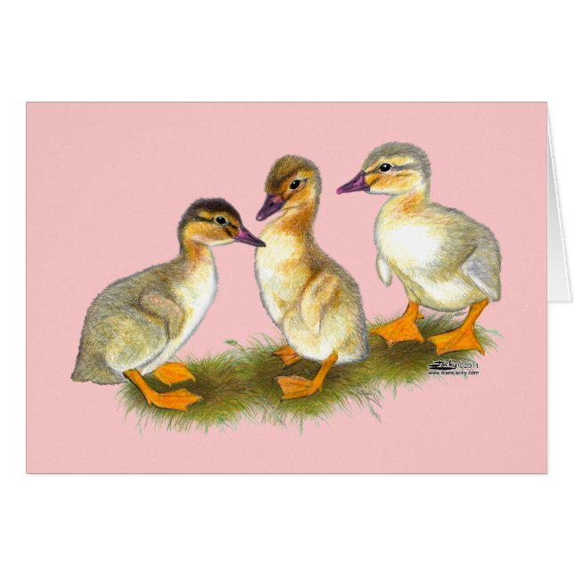Ducklings: Buff Orpingtons (Anverso (Horizontal))