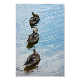 Ducks en una foto de fila
