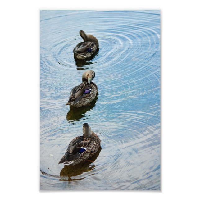 Ducks en una foto de fila (Frente)