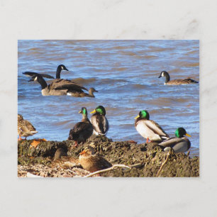 Ducks viendo la postal geesa